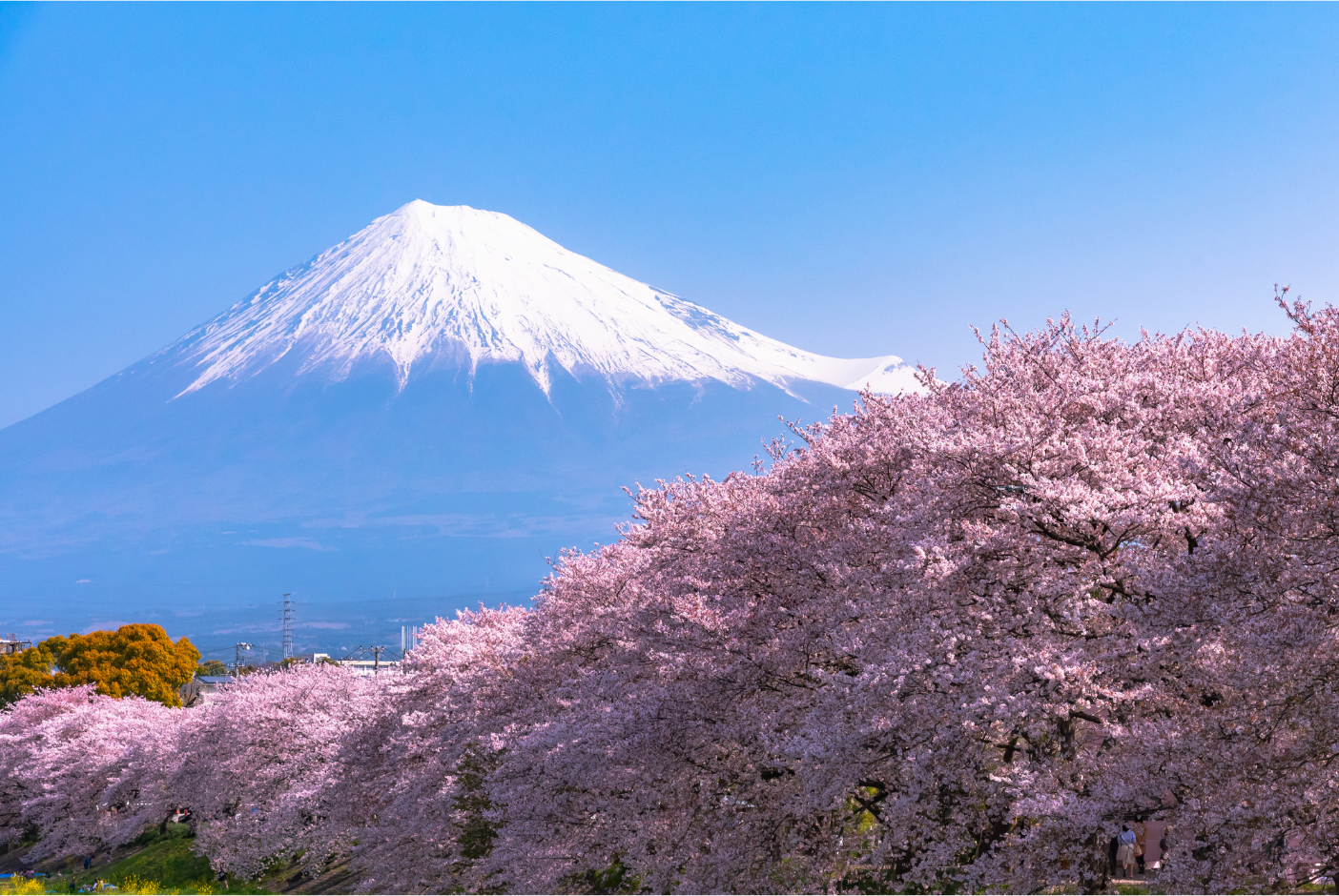 Shizuoka · Mt Fuji